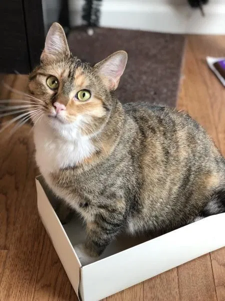 Lost cat in Charlotte, NC, 28216