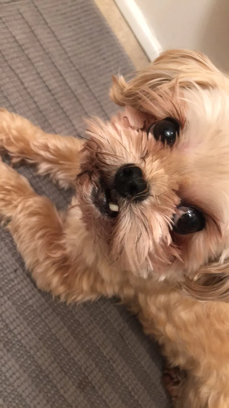 Lost dog in Chesterfield, VA, 23832