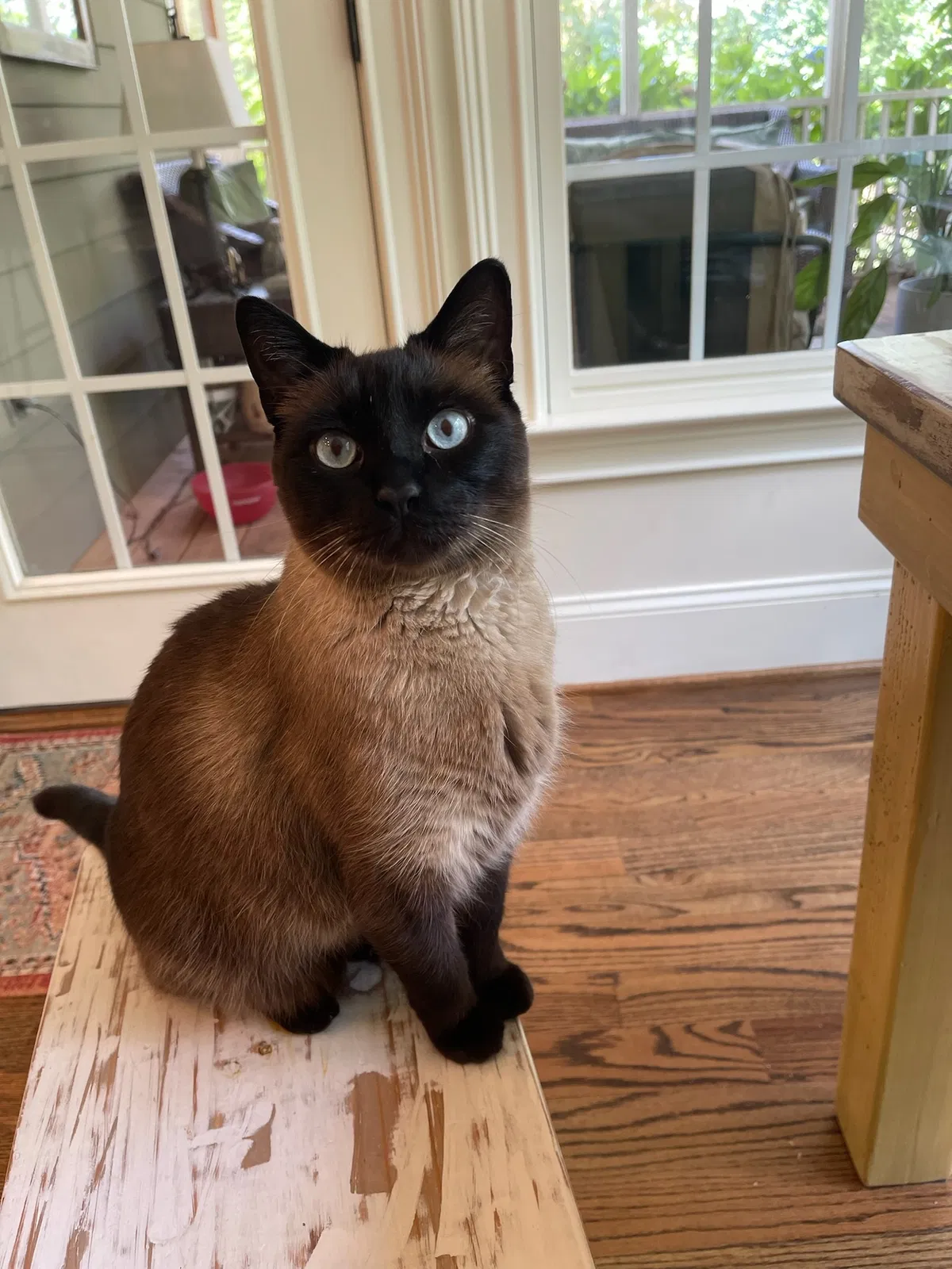 Lost cat in Bishop, GA, 30621