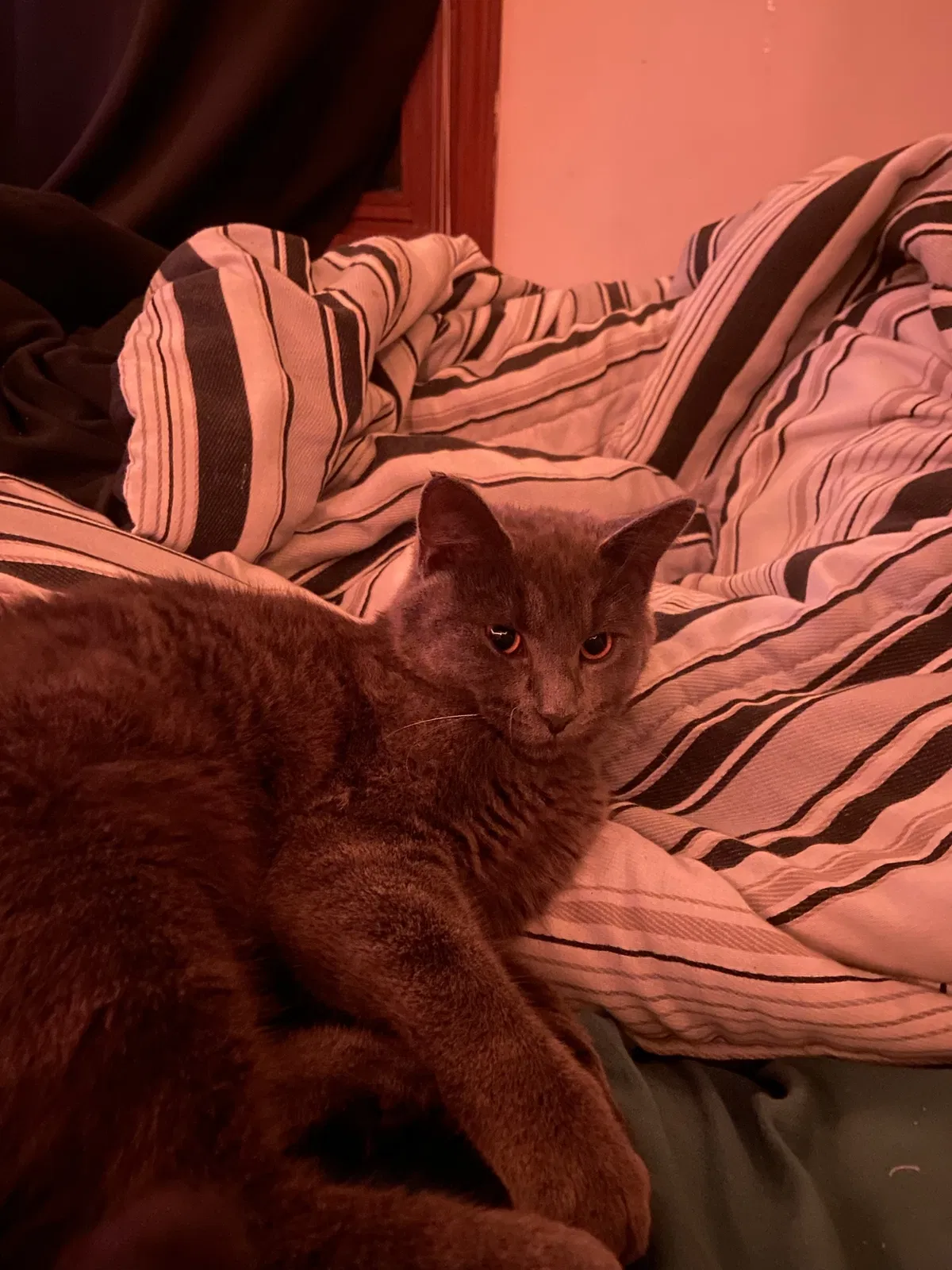 Lost cat in Mogadore, OH, 44260