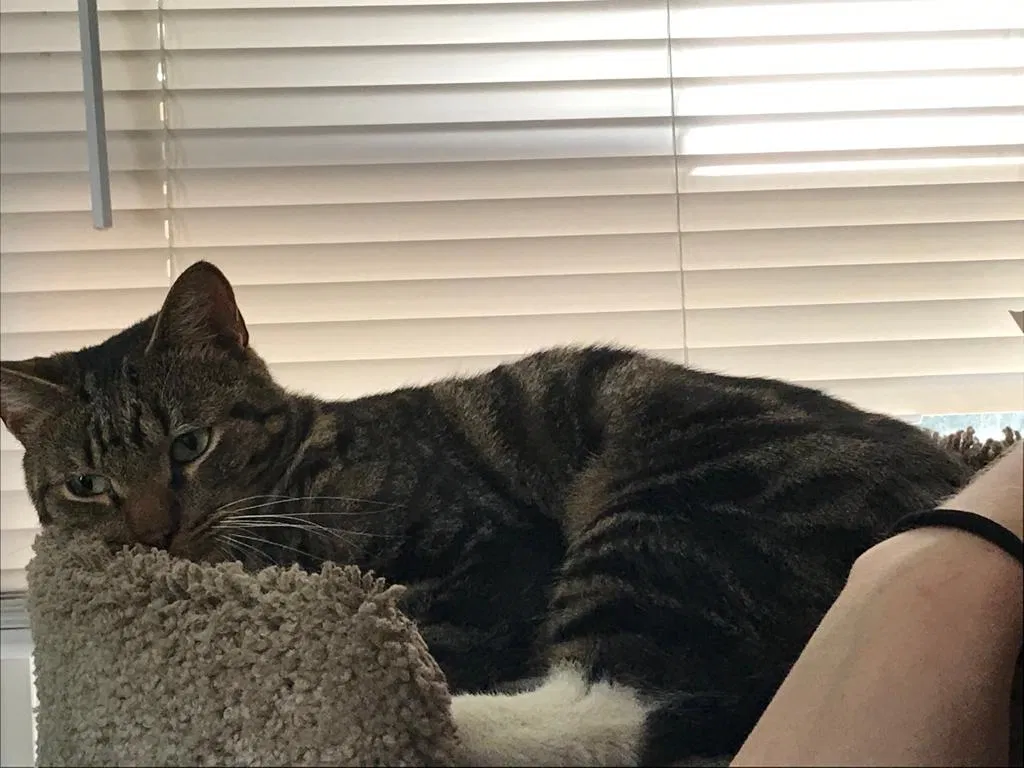 Lost cat in Atlanta, GA, 30316