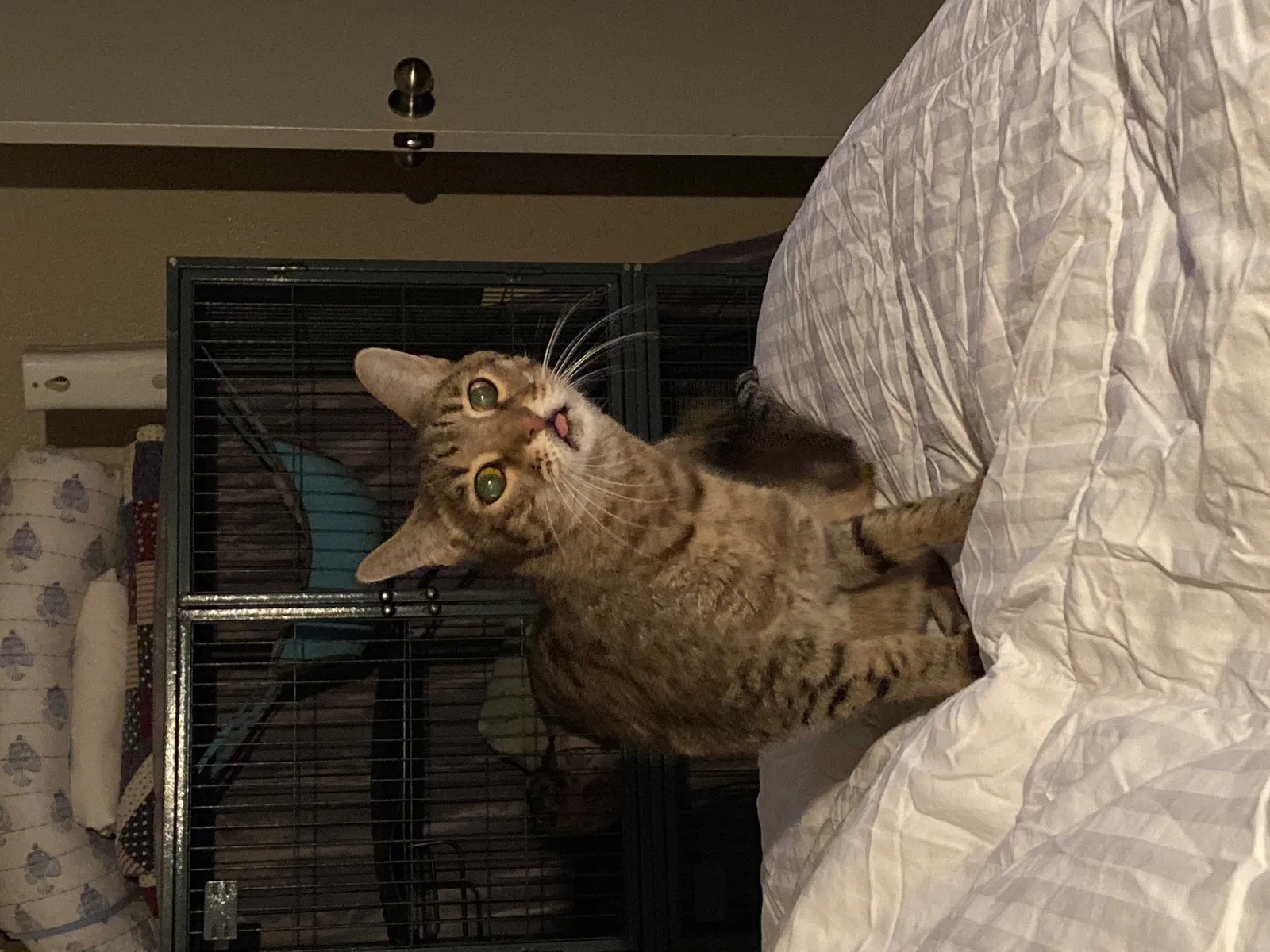 Lost cat in Killeen, TX, 76542
