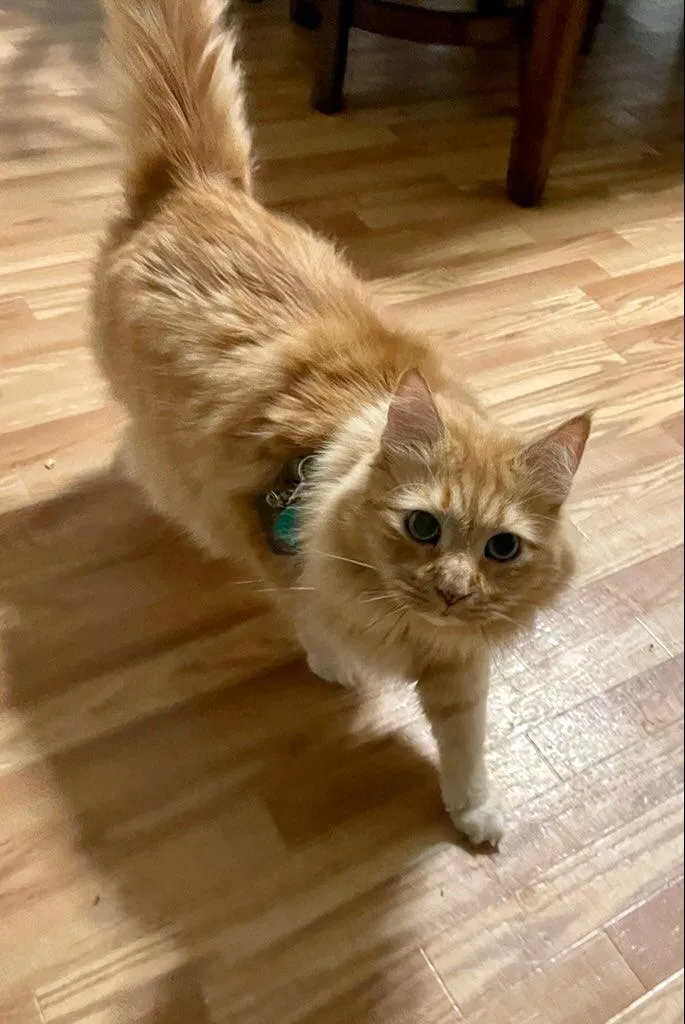 Lost cat in Cumming, GA, 30041