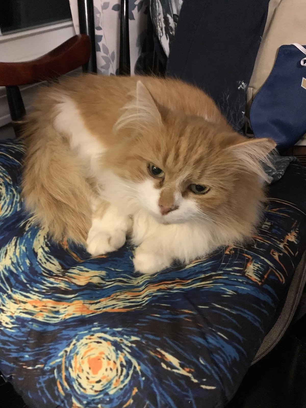 Lost cat in Clarksville, TN, 37042