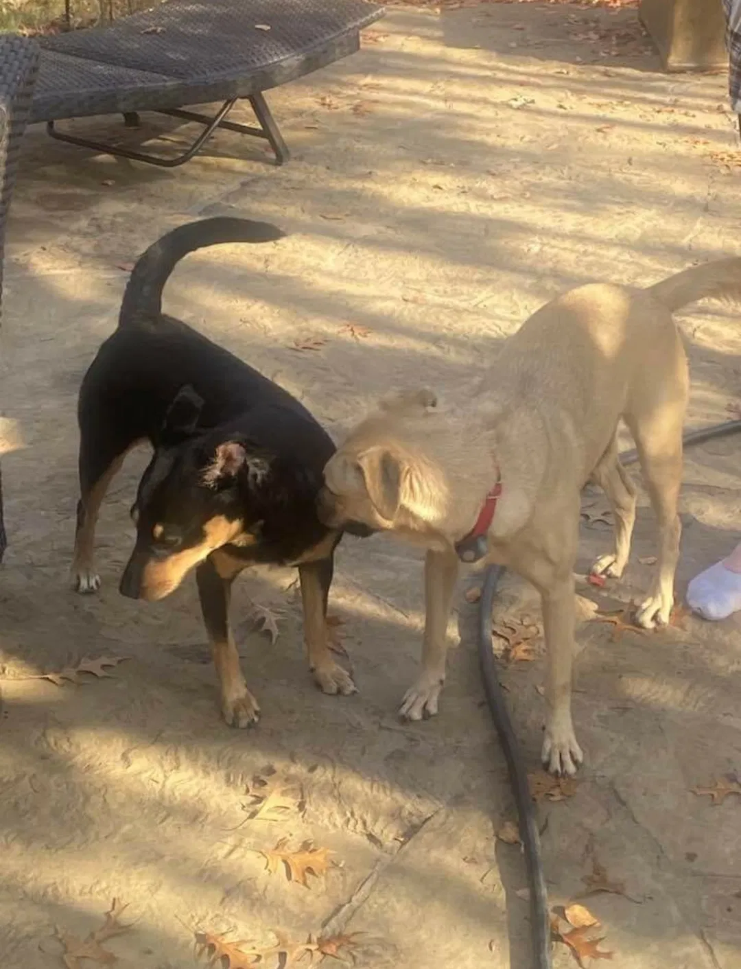 Lost dog in Fort Worth, TX, 76137