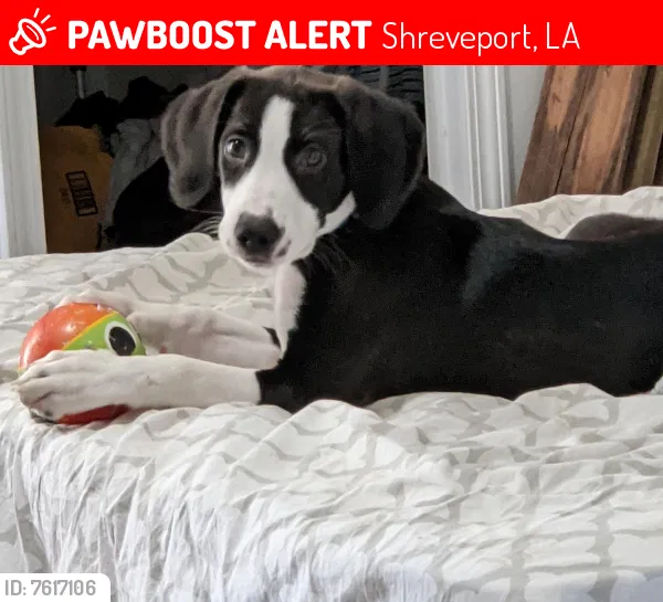 Lost dog in Shreveport, LA, 71106