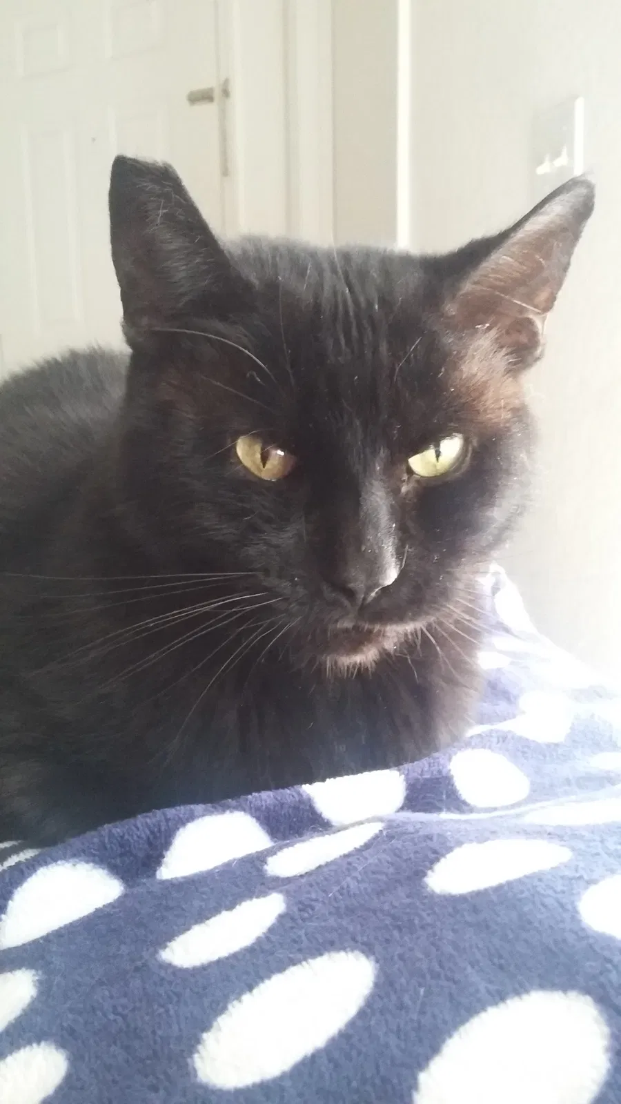 Lost cat in Deltona, FL, 32725