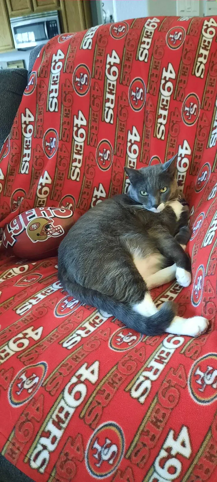 Lost cat in Roseville, CA, 95678