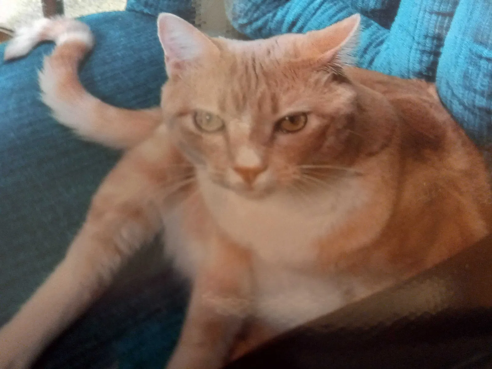Lost cat in Tallmadge, OH, 44278