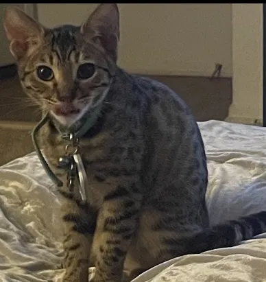 Lost cat in Irvine, CA, 92612