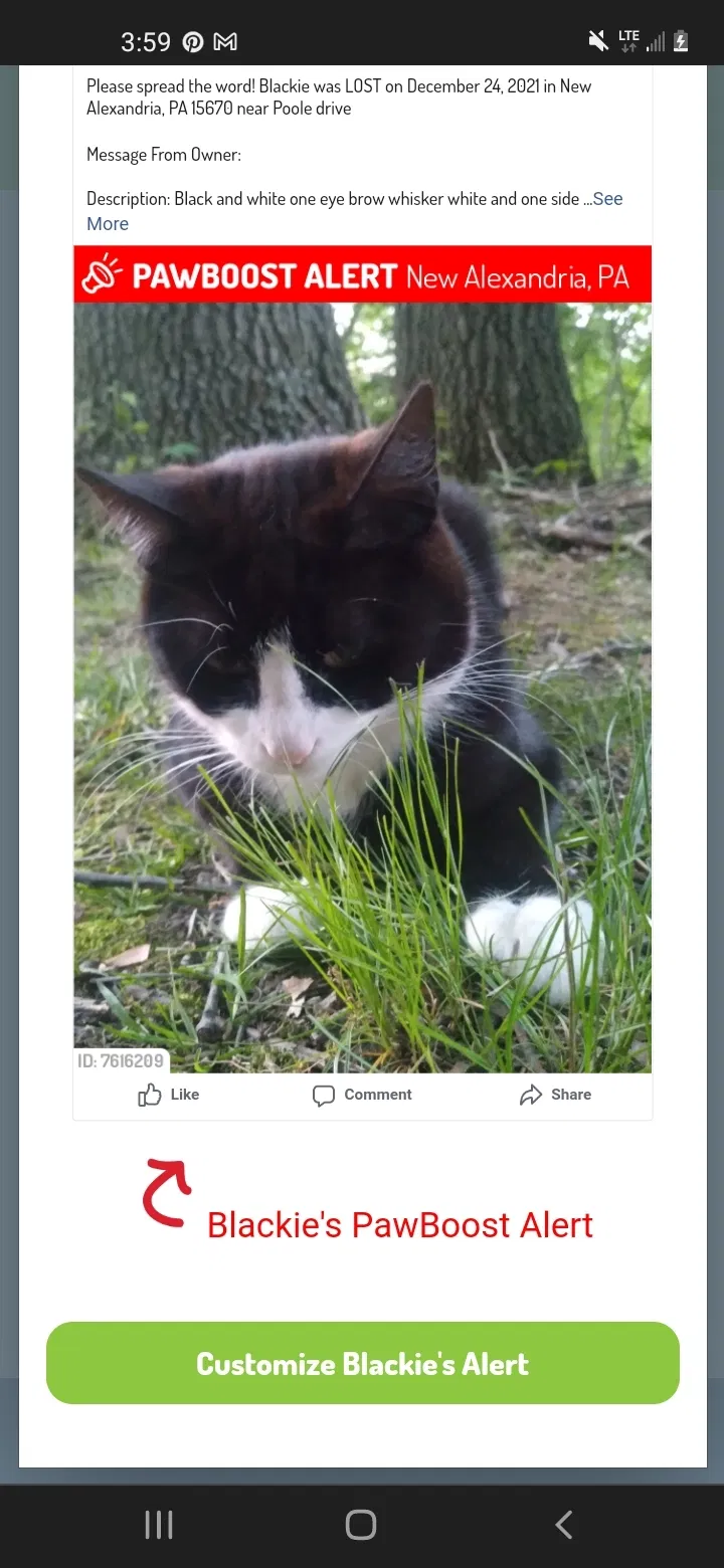 Lost cat in New Alexandria, PA, 15670