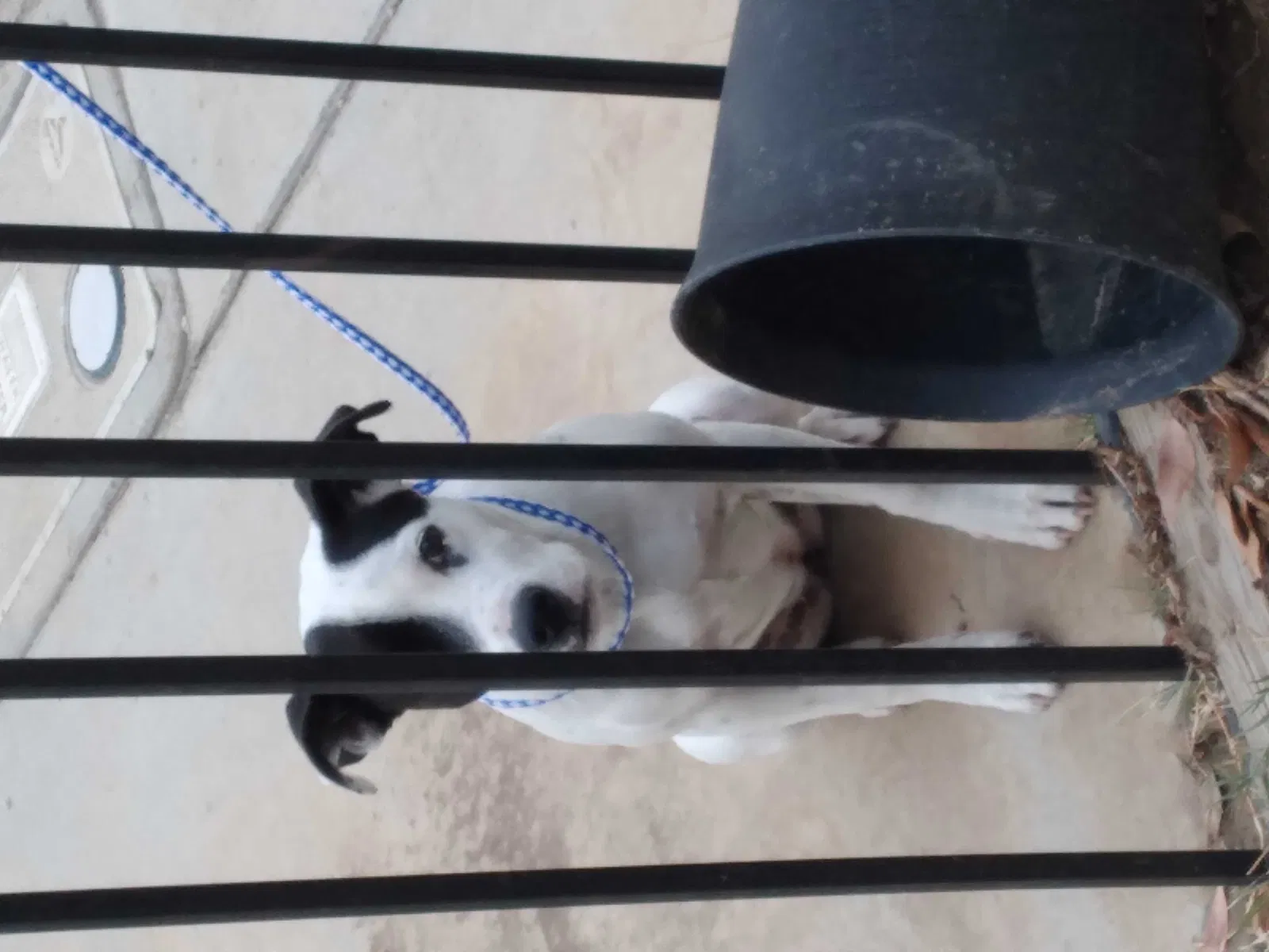 Lost dog in Lancaster, CA, 93534