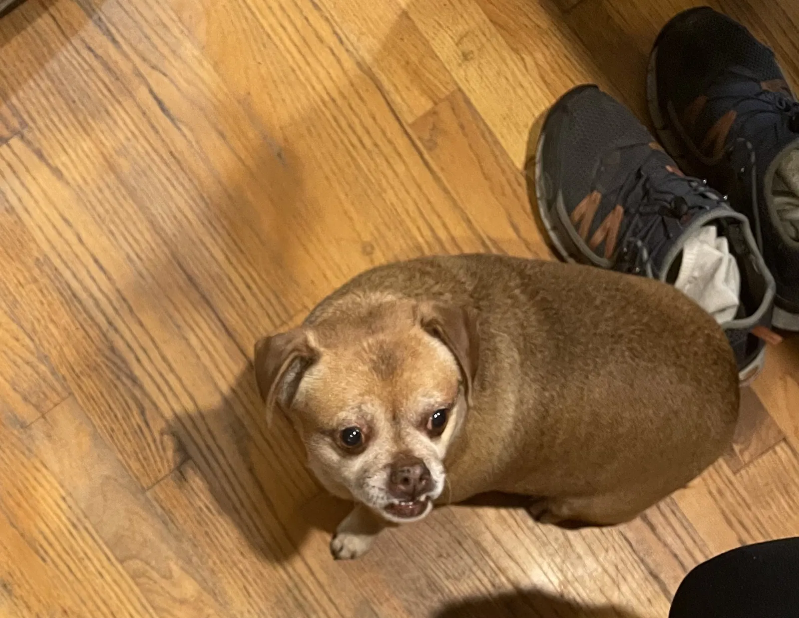 Lost dog in West Hills, CA, 91307