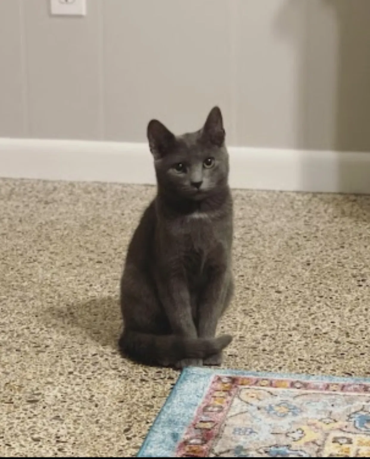 Lost cat in Clinton, TN, 37716