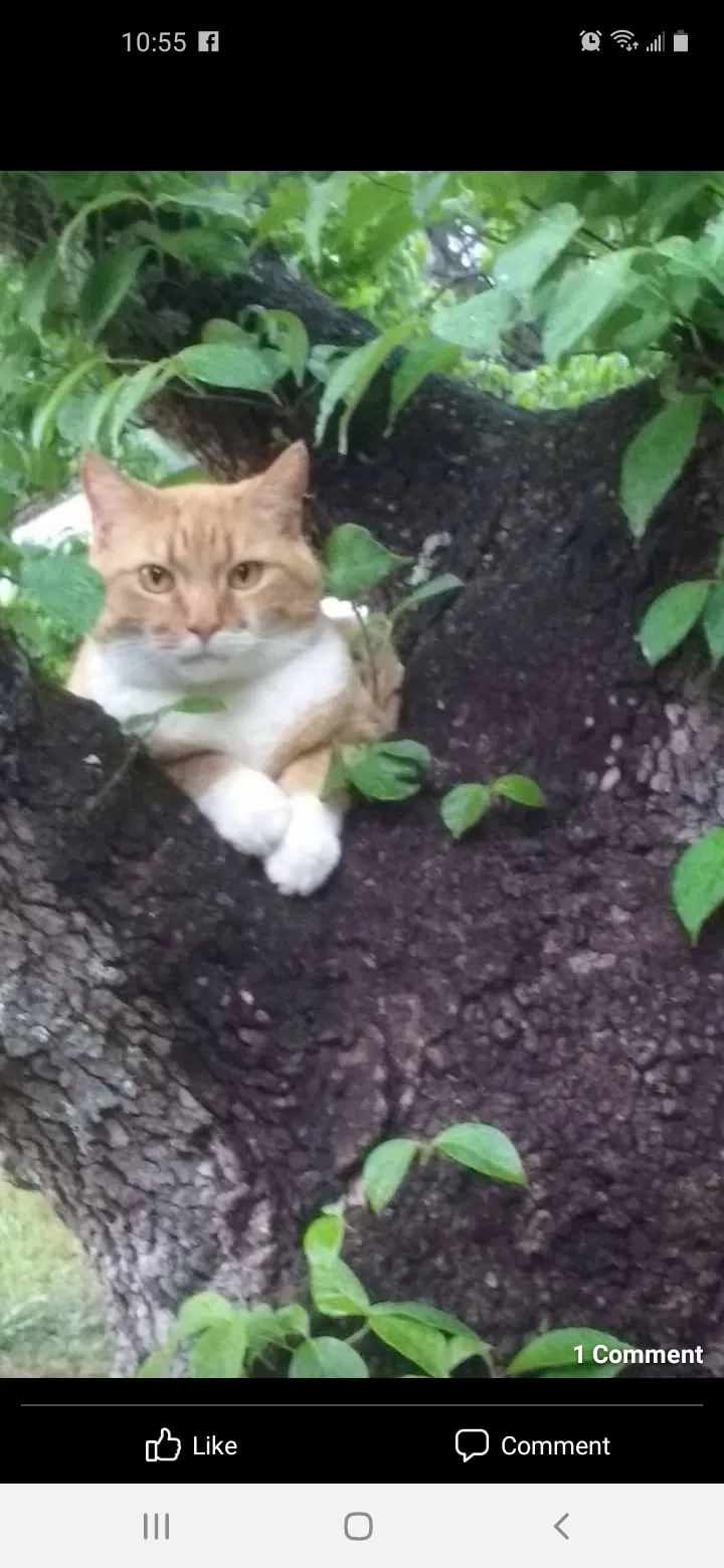 Lost cat in Cayce, SC, 29033
