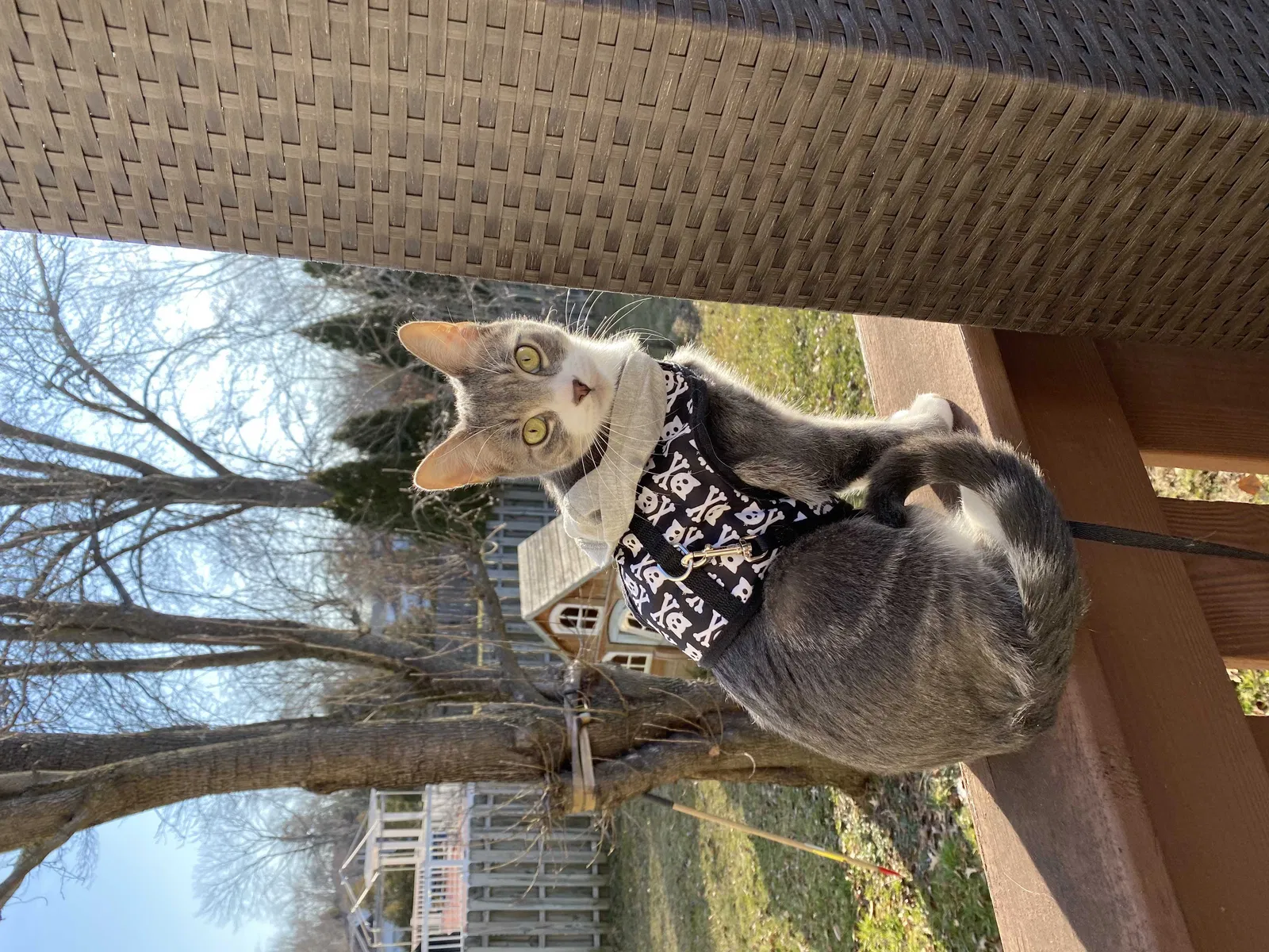 Lost cat in Englishtown, NJ, 7726