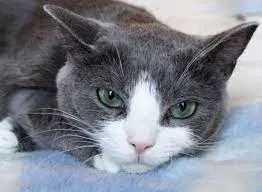 Lost cat in Madison, WI, 53711