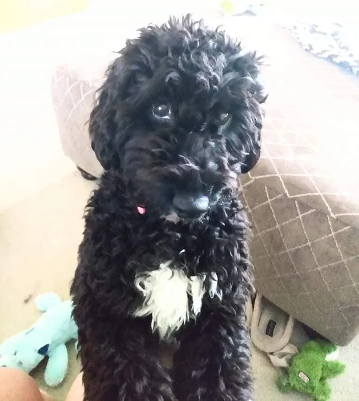 Lost dog in North Ridgeville, OH, 44039