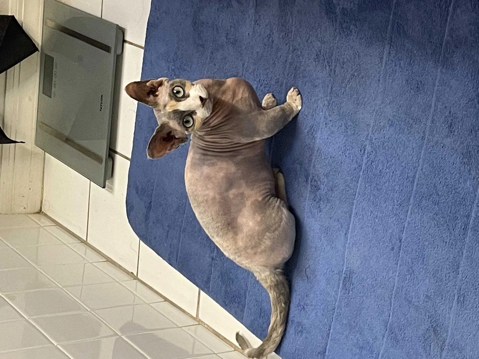 Lost cat in Orlando, FL, 32825