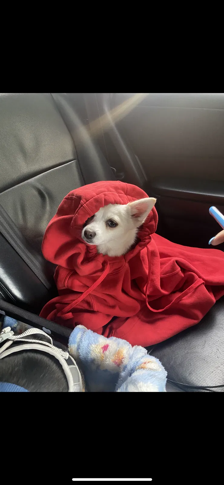 Lost dog in Libertyville, IL, 60048