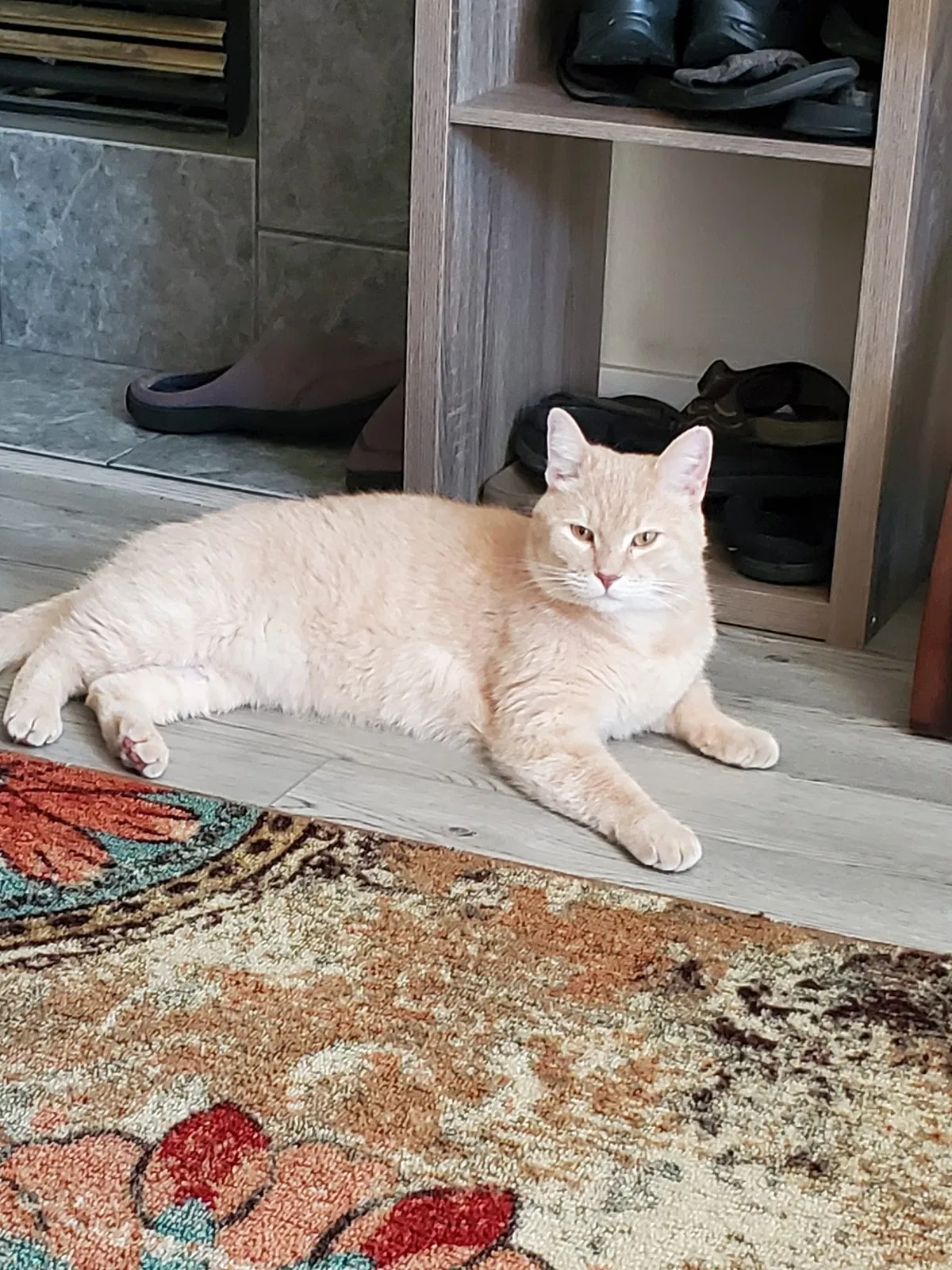 Lost cat in Boise, ID, 83704