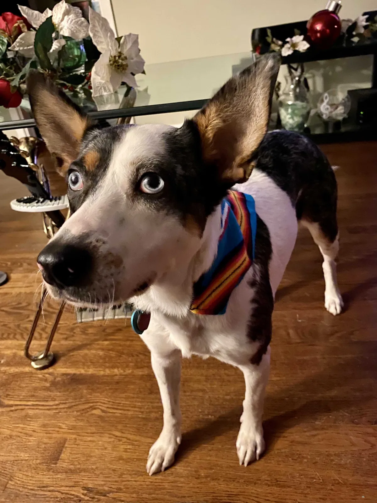 Lost dog in San Antonio, TX, 78209