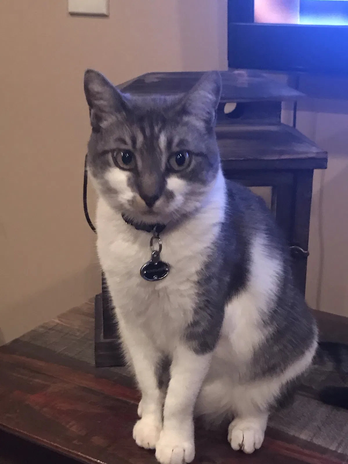 Lost cat in Knoxville, TN, 37909