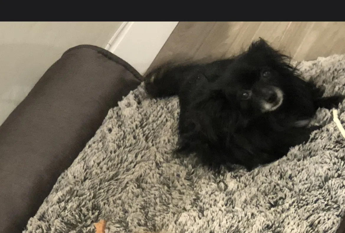 Lost dog in Phoenix, AZ, 85008