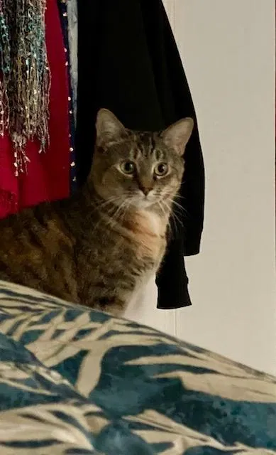 Lost cat in Neptune, NJ, 7753