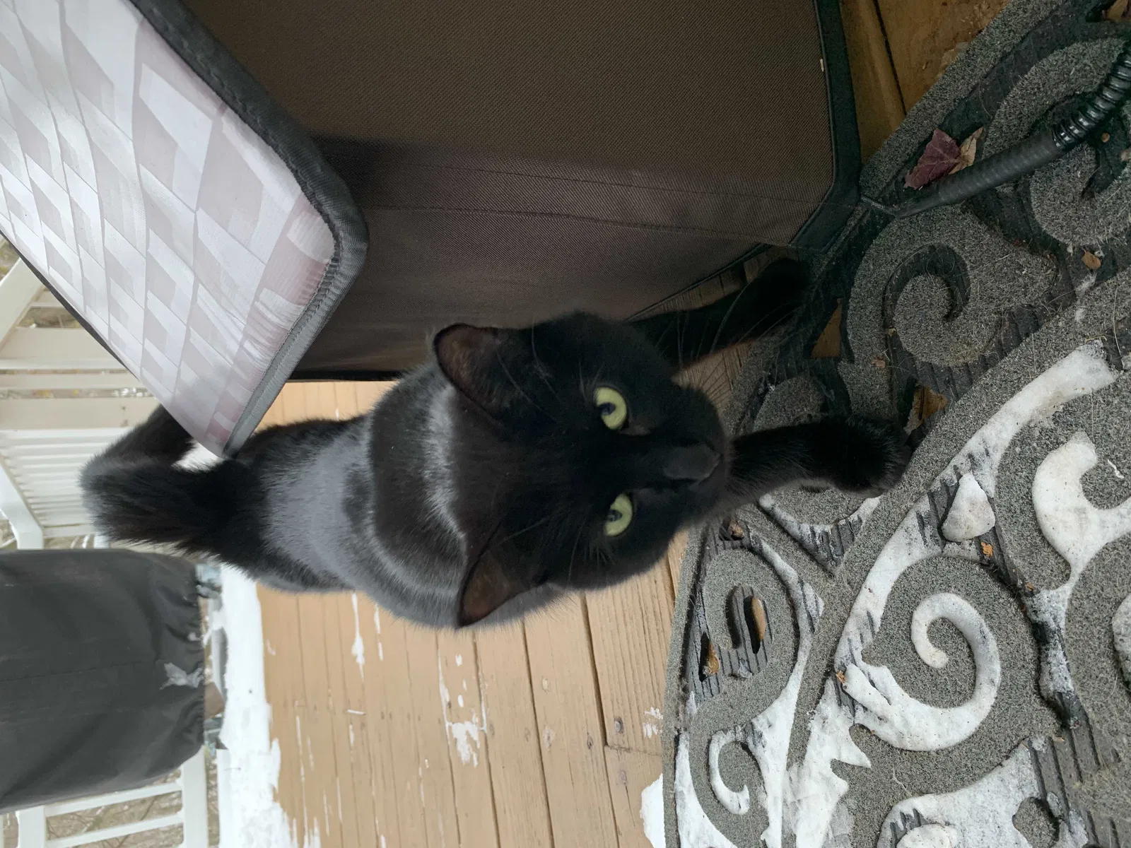 Found cat in Glastonbury, CT, 6033