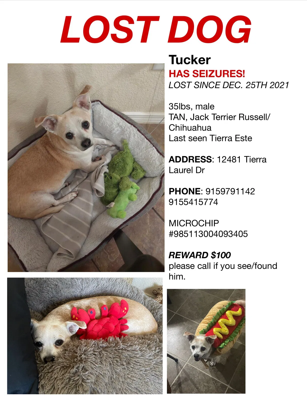 Lost dog in El Paso, TX, 79938