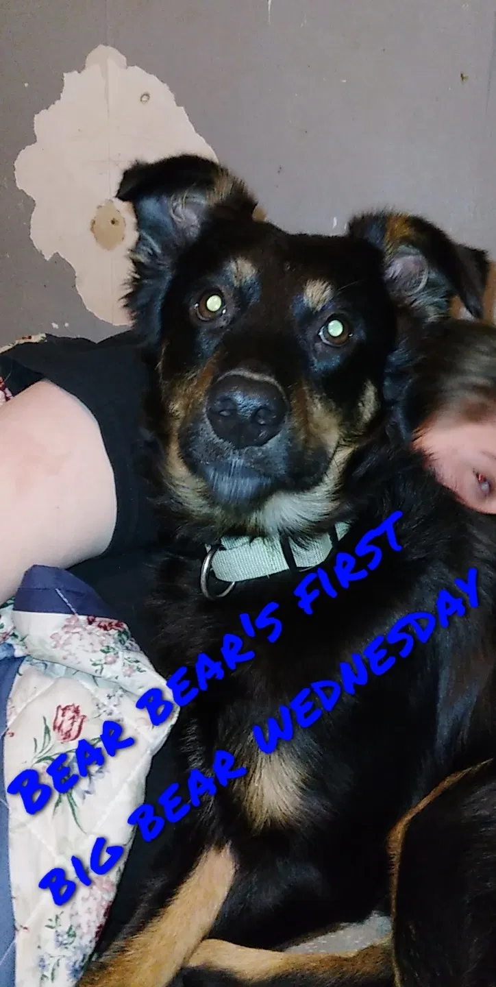 Lost dog in Tulsa, OK, 74127