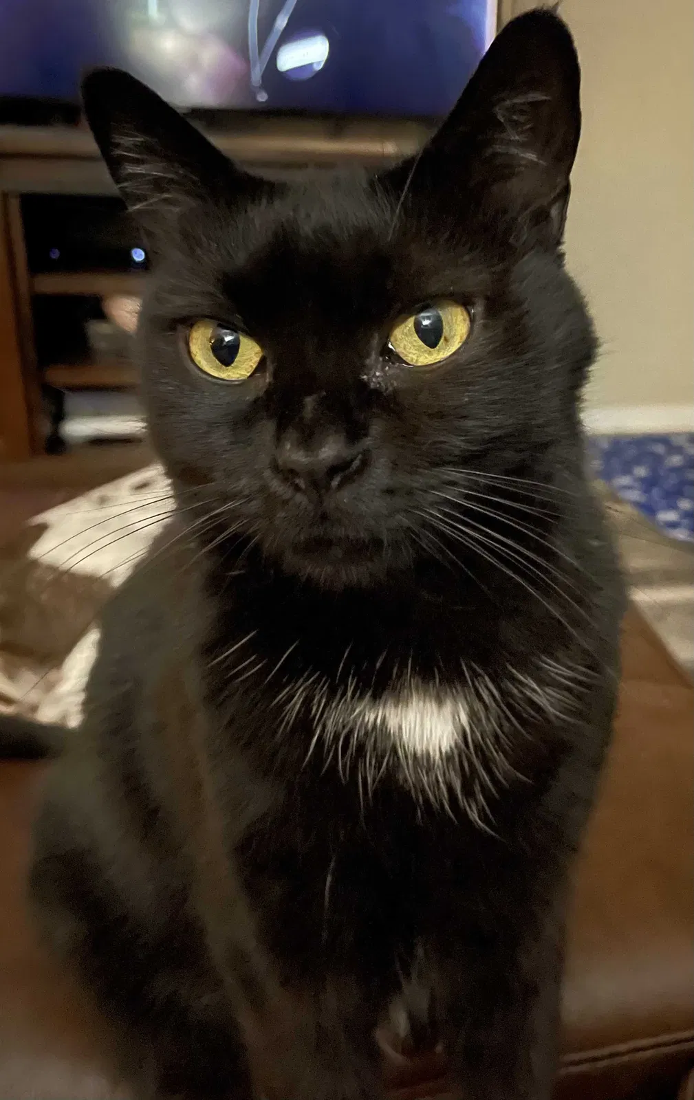 Lost cat in Austin, TX, 78725