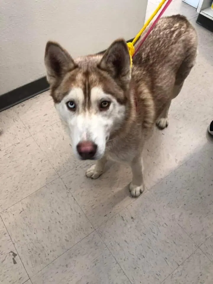 Lost dog in Victorville, CA, 92395