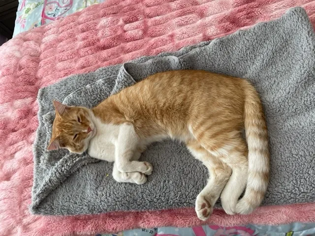 Lost cat in Riverton, UT, 84065