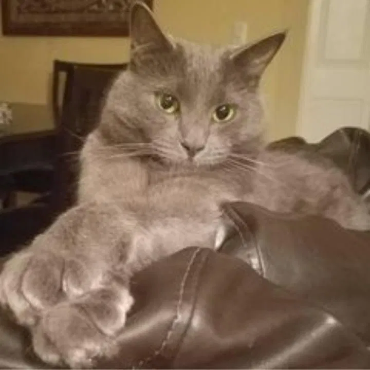 Lost cat in Bradenton, FL, 34205