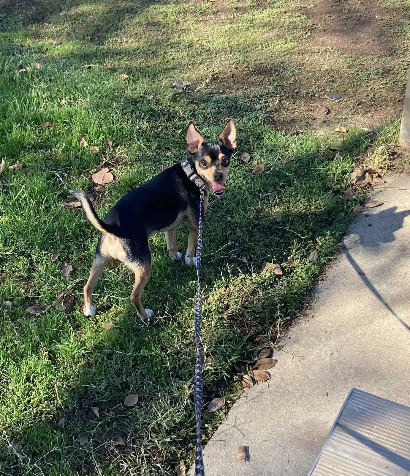 Lost dog in Modesto, CA, 95351