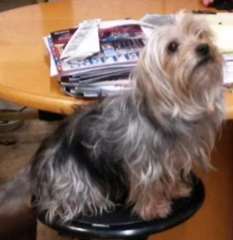 Lost dog in Sheridan, AR, 72150