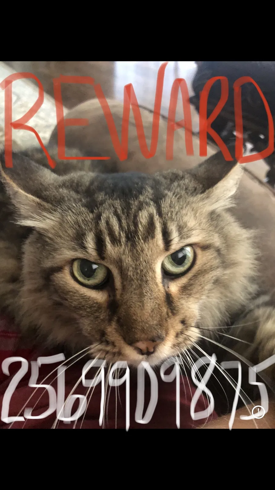 Lost cat in Madison, AL, 35756
