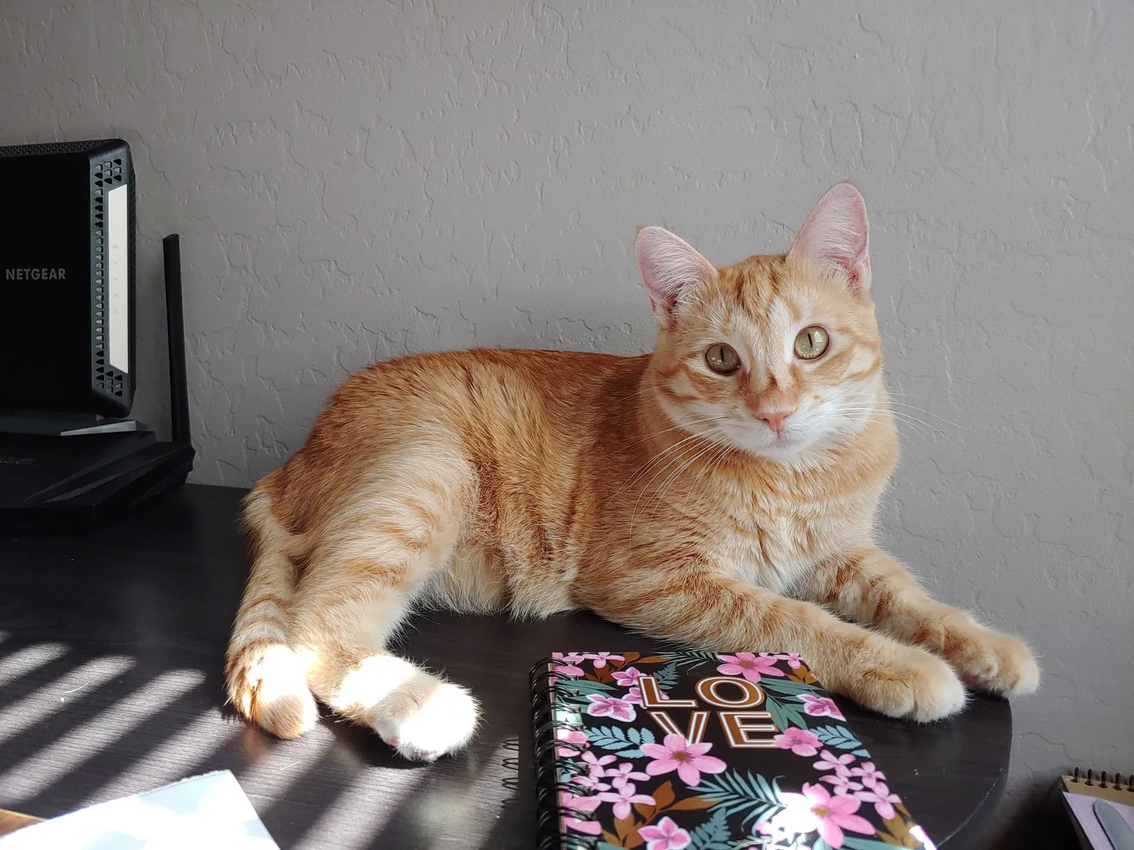 Lost cat in Surprise, AZ, 85374