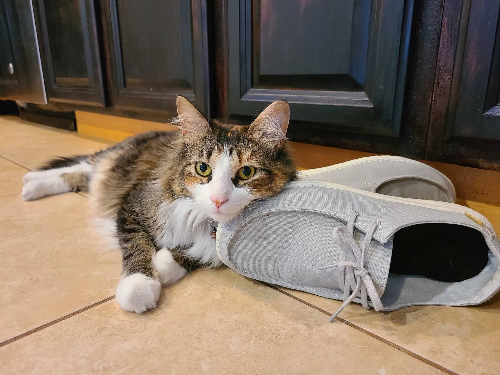 Lost cat in Vero Beach, FL, 32962