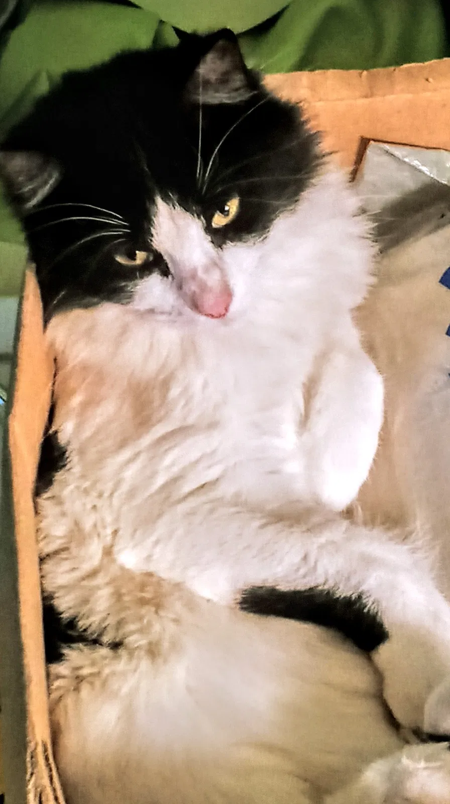 Lost cat in Lubbock, TX, 79404