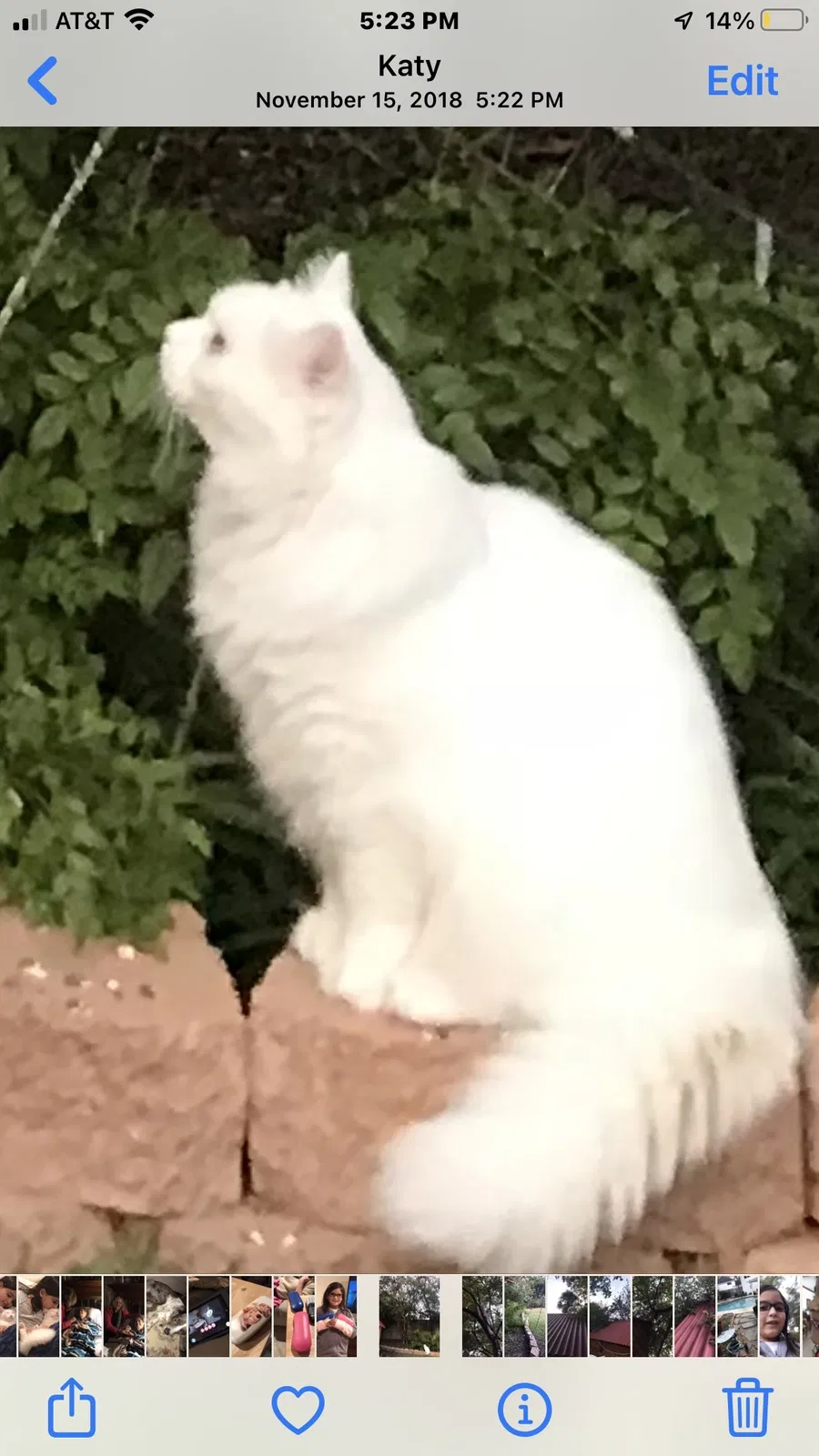 Lost cat in Katy, TX, 77450