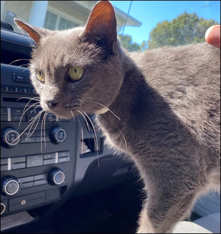 Lost cat in Saint Petersburg, FL, 33703