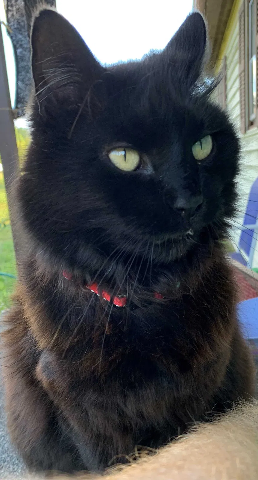 Lost cat in Clover, SC, 29710