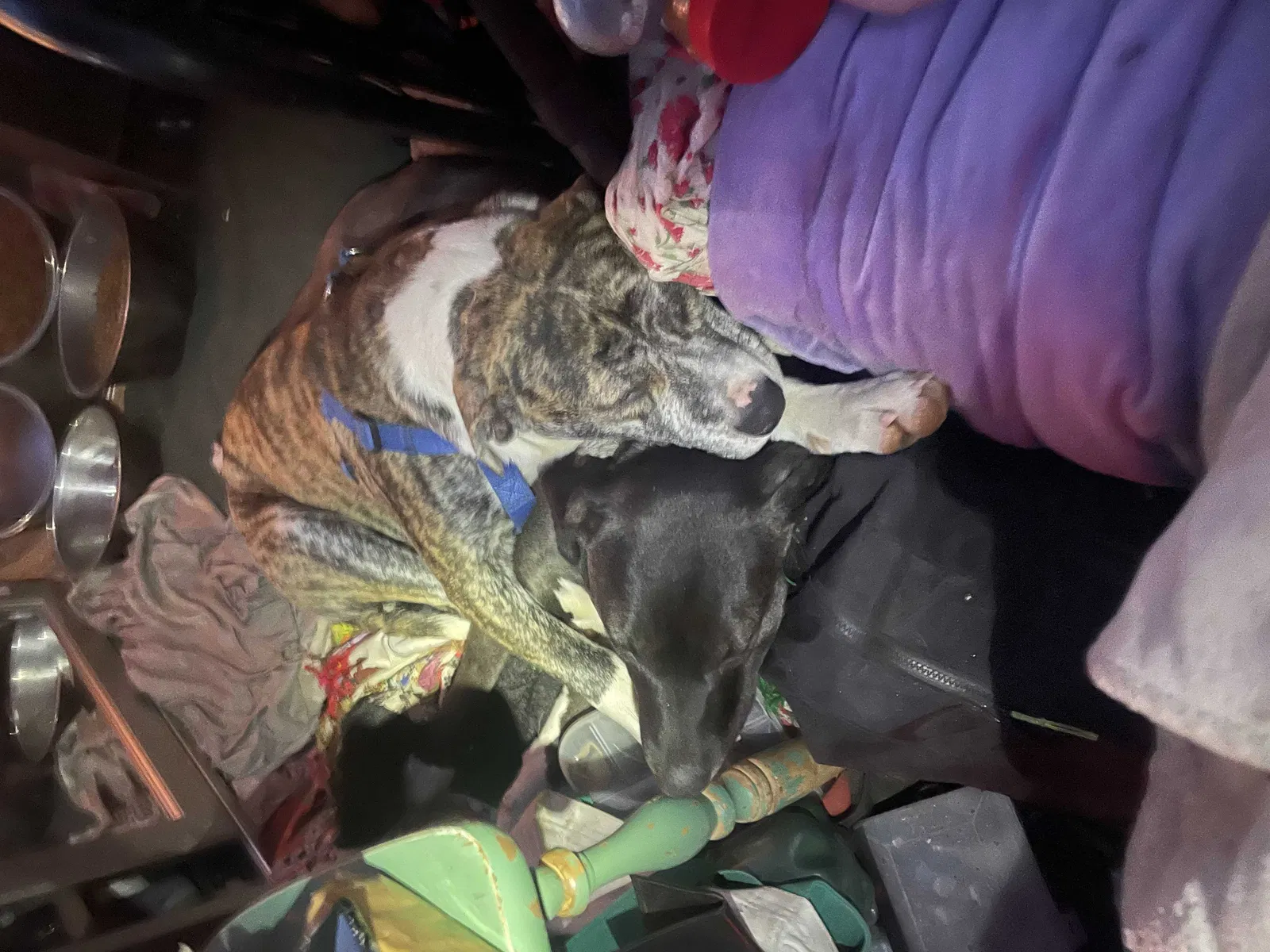 Lost dog in Redmond, OR, 97756