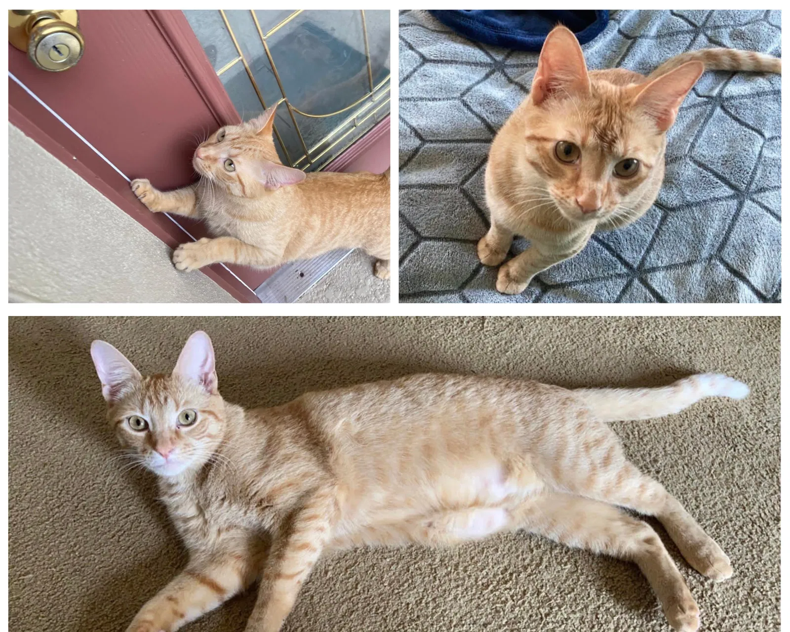 Lost cat in Daytona Beach, FL, 32124