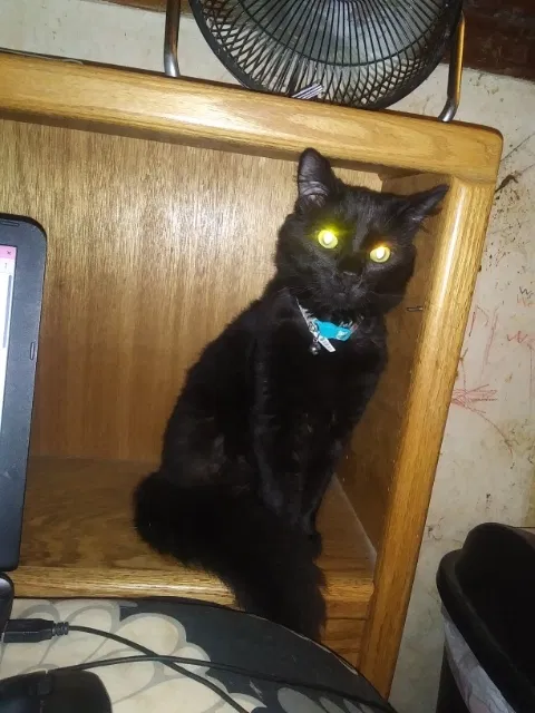 Lost cat in Youngstown, OH, 44505