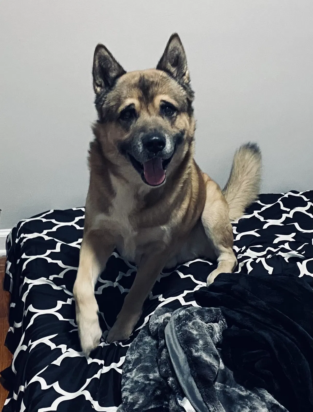 Lost dog in Hillside, NJ, 7205