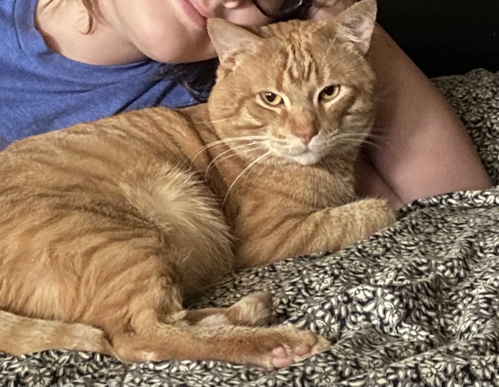 Lost cat in Worth, IL, 60482